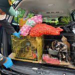 Masuk Tanpa Dokumen, Karantina Jambi Amankan Komoditas Hewan dan Tumbuhan dari Kepri
